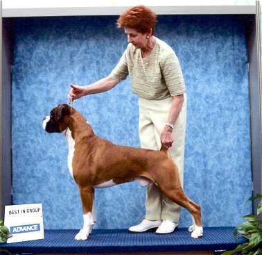 Ch.Taratan Eye of the Tiger winning Best In Group Adelaide Royal September 2005.