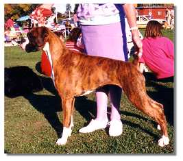 Winning puppy in show in Sydney