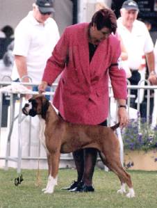 Taratan Red dancer 1st in Junior Bitch Sydney Royal 2005.