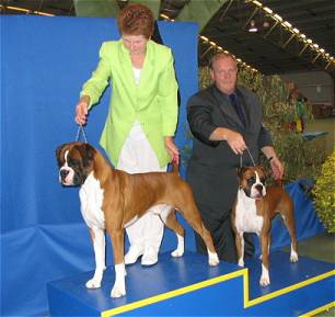 Ch. Taratan Eye of the Tiger winning BIS & Taratan Lacey's Folly winning BJIS at BAOV 50th Anniversary show 2004