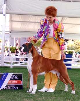 Stolli - Sydney Royal Show 2004